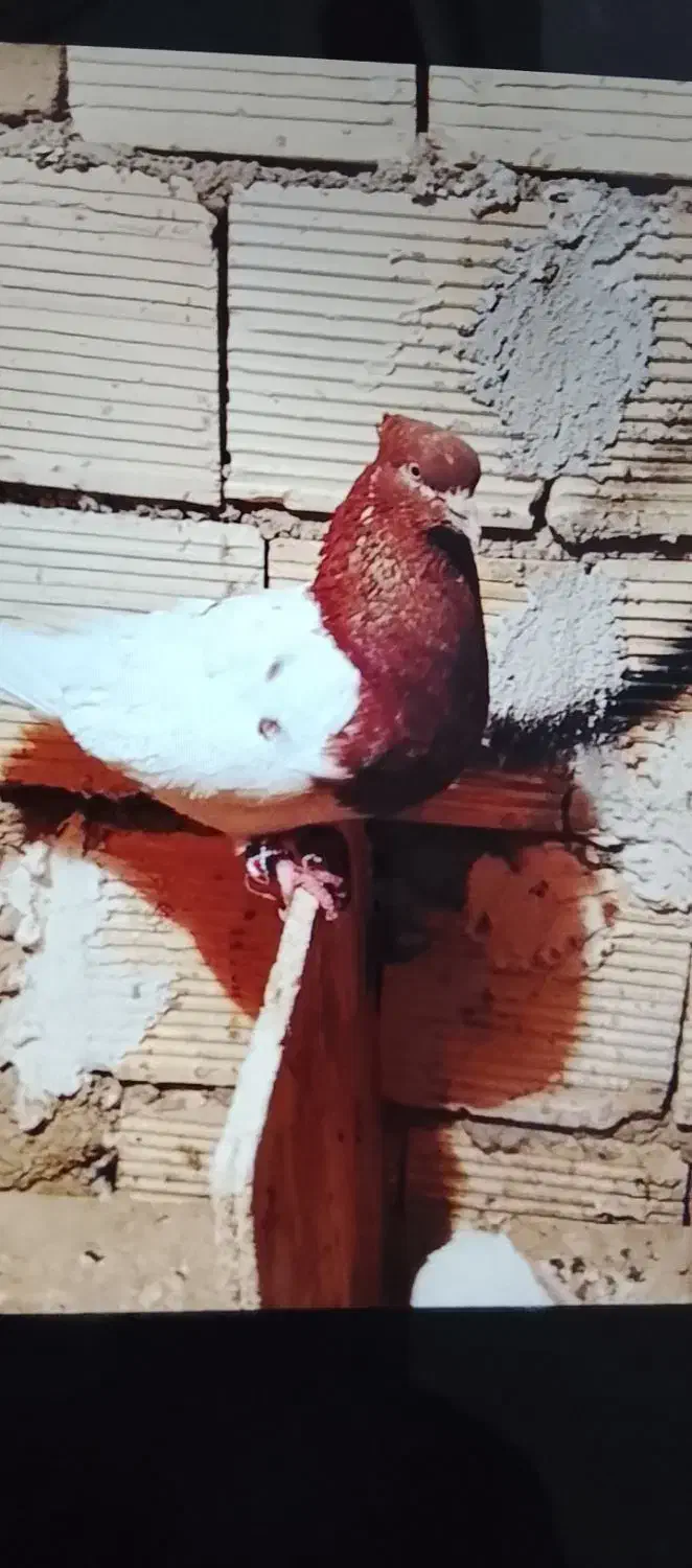 باسلام کبوتر خوب پرشتی قیمت موفت جفتی نر کله سرخ|پرنده|زاغه, |دیوار