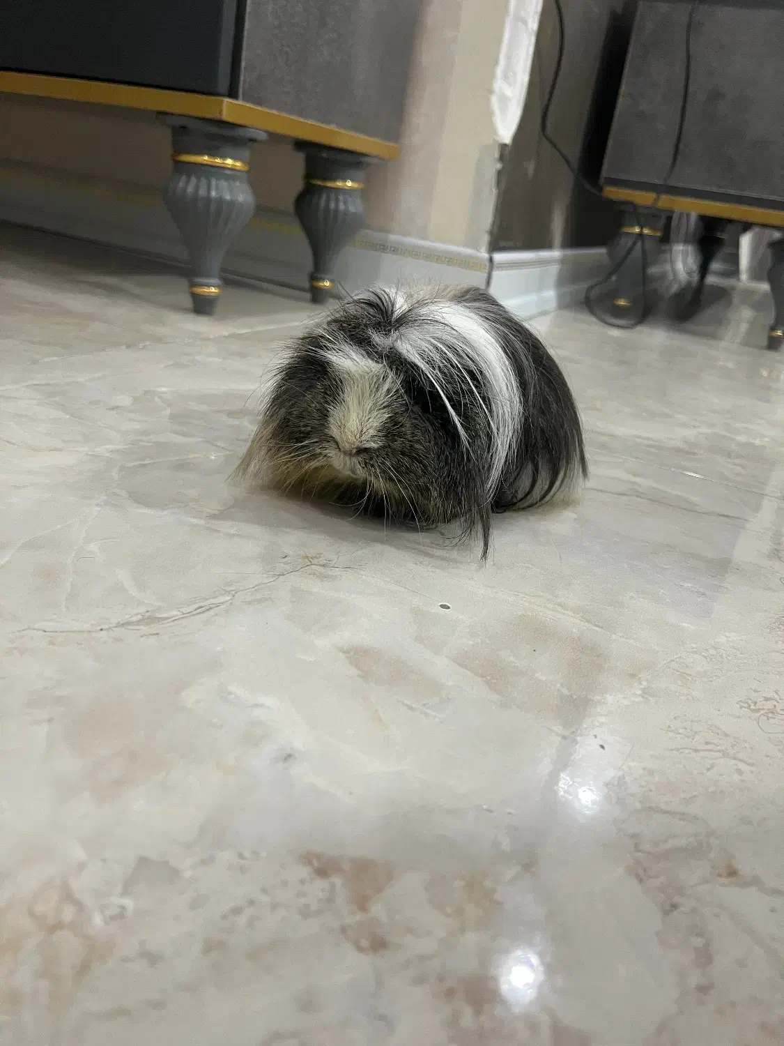 خوکچه هندی|موش و خرگوش|قدس, شهر‌قدس|دیوار