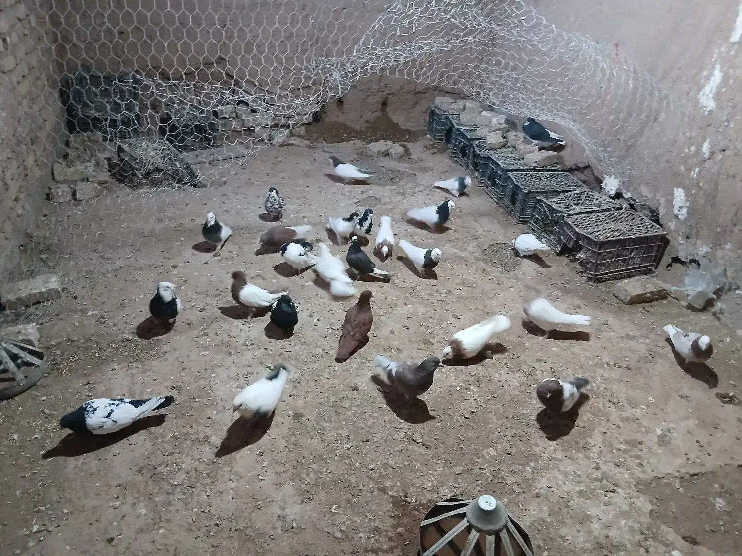 کبوتر|پرنده|فیروزه, |دیوار