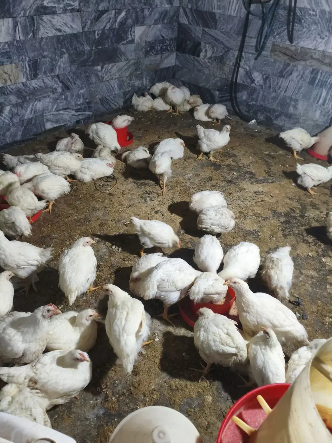 مرغ فروشی|حیوانات مزرعه|اشترینان, |دیوار