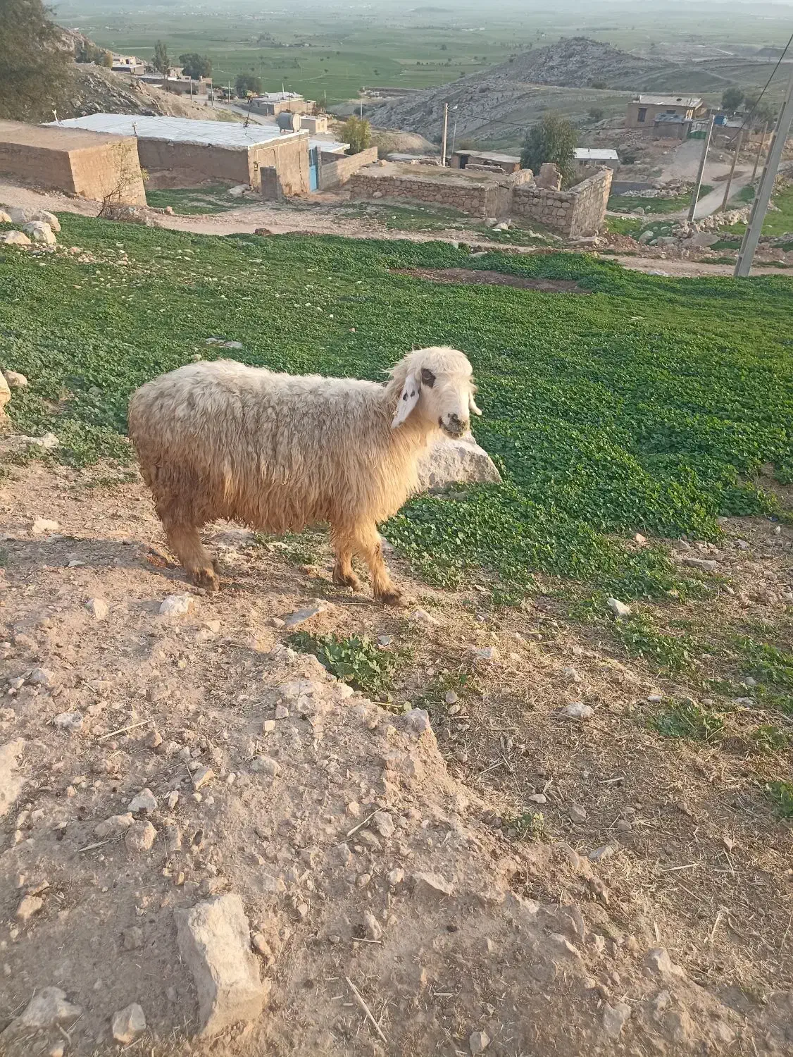 میش بابره|حیوانات مزرعه|دهدشت, |دیوار