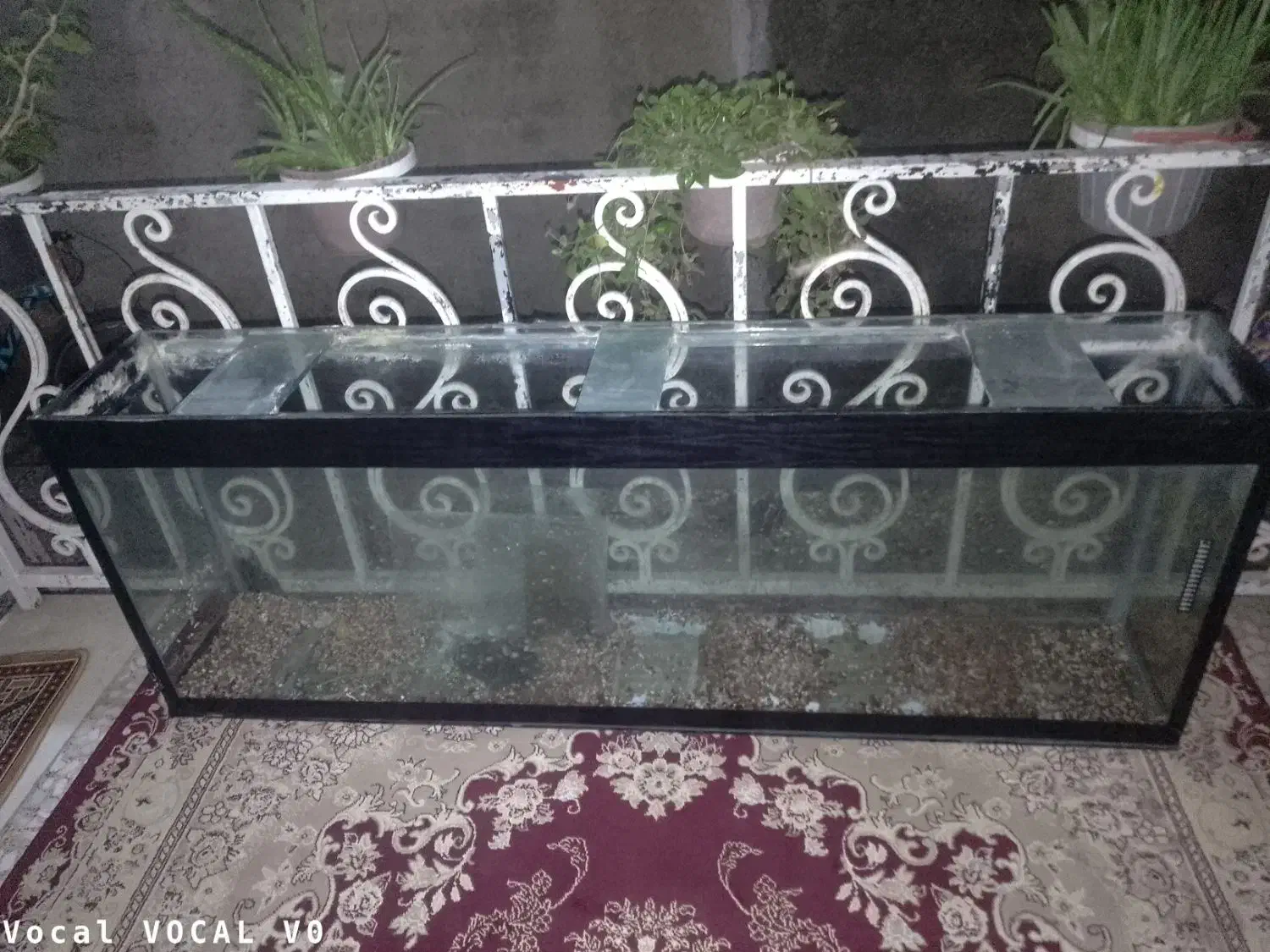 اکواریوم|ماهی|رشت, پل تالشان|دیوار