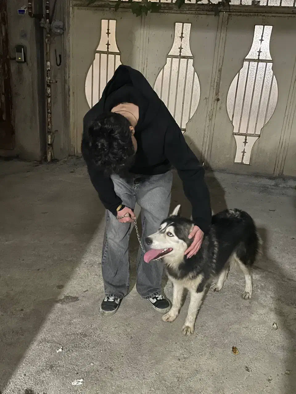 سگ هاسکی چشم ابی فوری|سگ|رشت, سلیمانداراب|دیوار