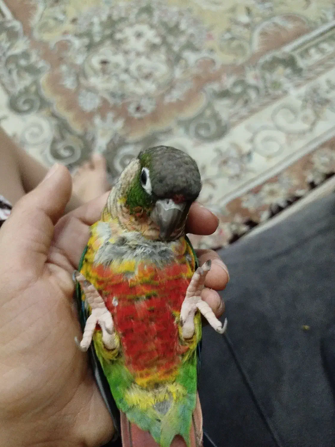 گرینچیک|پرنده|نسیم‌شهر, |دیوار