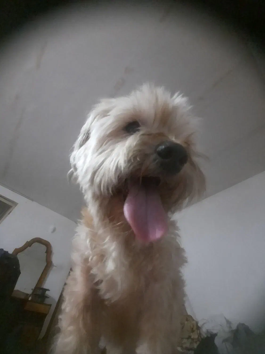 واگذاری سگ پاکوتاه شیتزو|سگ|اردبیل, |دیوار