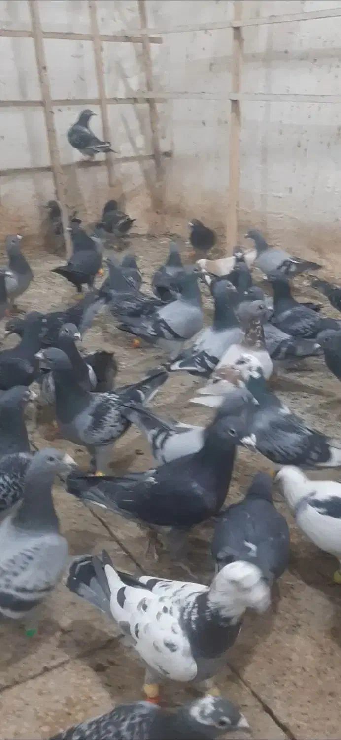 تعداد ۱۲۰عدد پلاکی استان قزوین بوم ندارن|پرنده|تاکستان, |دیوار