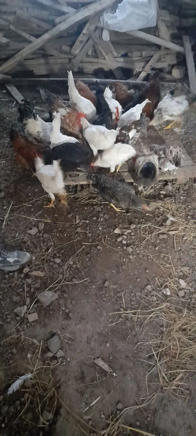 خروس|حیوانات مزرعه|شفت, |دیوار