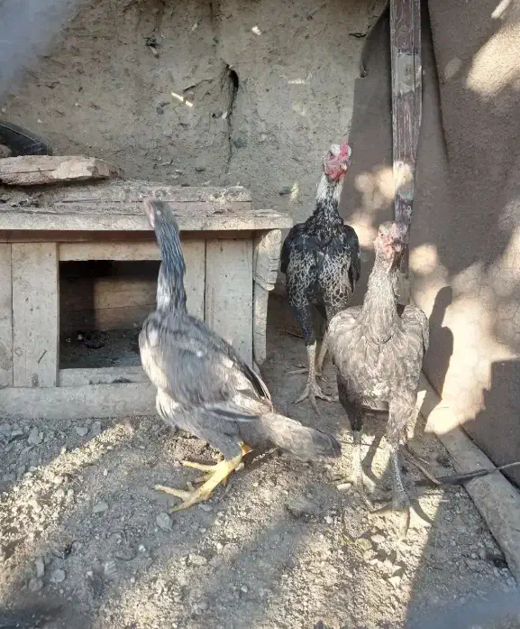 یک عدد خروس یک عدد مرغ دوتا فریح|حیوانات مزرعه|انزل, |دیوار