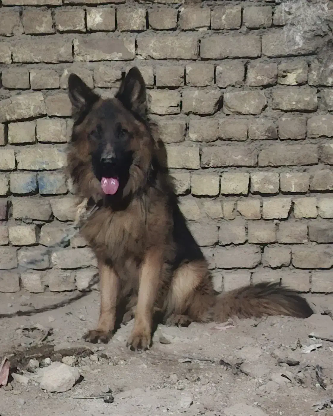 ژرمن شولاین اصل|سگ|اصفهان, لیمجیر|دیوار