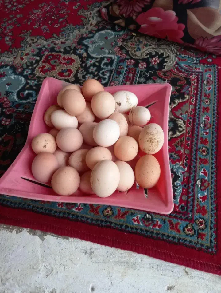 تخم مرغ محلی نطفه دار و تازه برا جوجه کشی و خوردن|خوردنی و آشامیدنی|میاندوآب, |دیوار