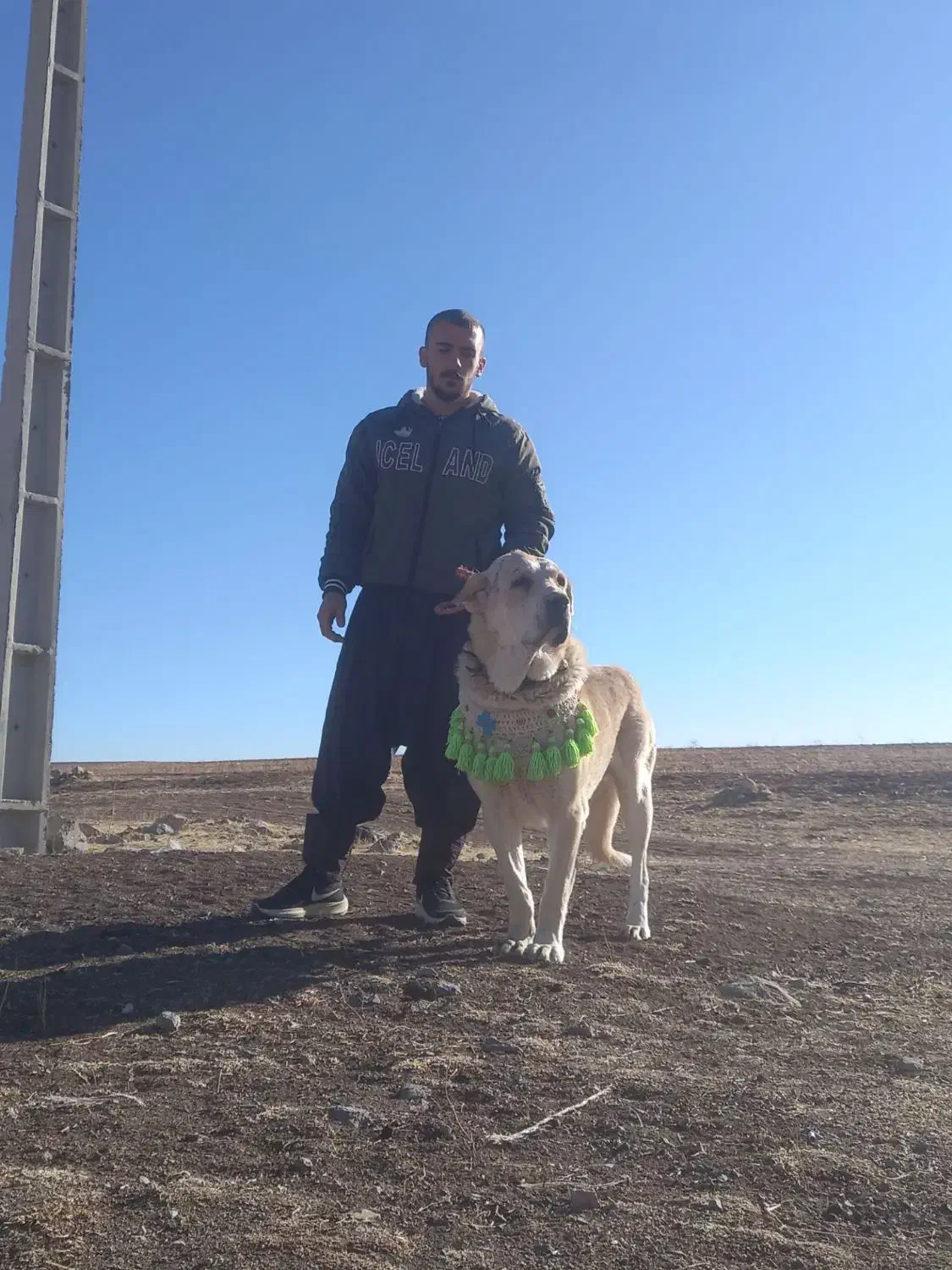 سگ عراقی|سگ|تبریز, |دیوار