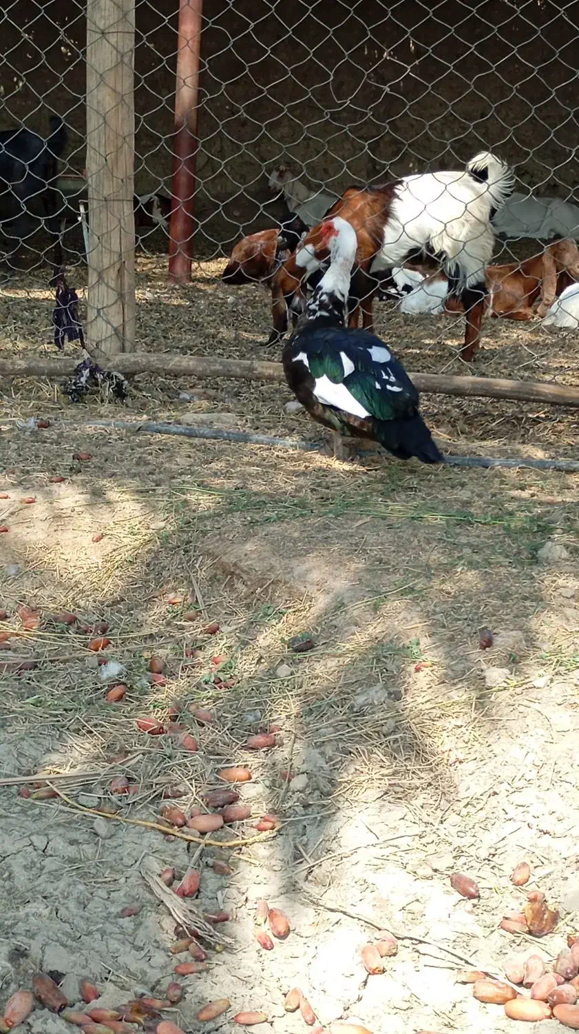 اردک نر خارجی|حیوانات مزرعه|ایرانشهر, |دیوار