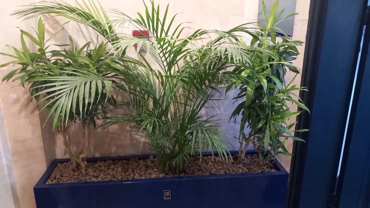 متخصص گل آپارتمانی وبیرونی|خدمات باغبانی و درختکاری|شاندیز, |دیوار