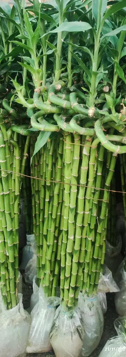 گل بامبو .یوکا .گلدان شیشه ای|گل و گیاه طبیعی|ورامین, ورامین|دیوار