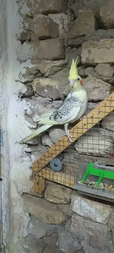 عروس پاریس|پرنده|سوسنگرد, |دیوار