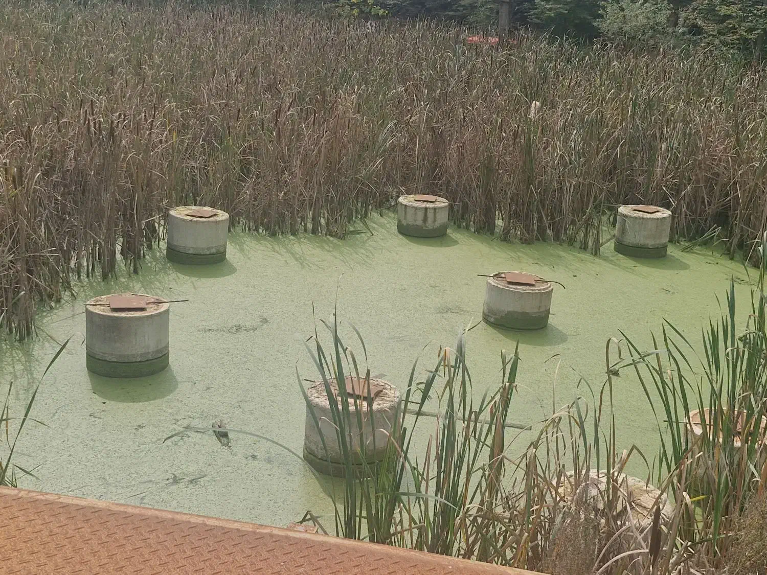 کارگر ساده رشت مرداب سراوان|استخدام معماری، عمران و ساختمانی|آبیک, |دیوار