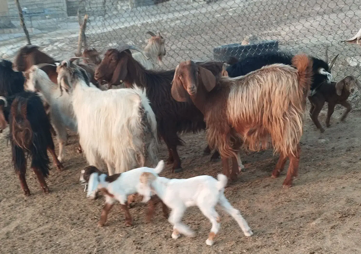 ۵ بزوبی|حیوانات مزرعه|پلدختر, |دیوار