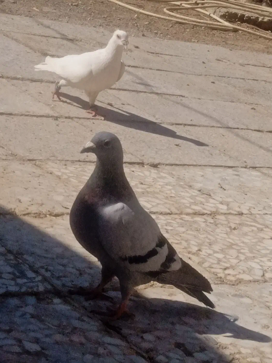 کبوتر|پرنده|جزنیک, |دیوار