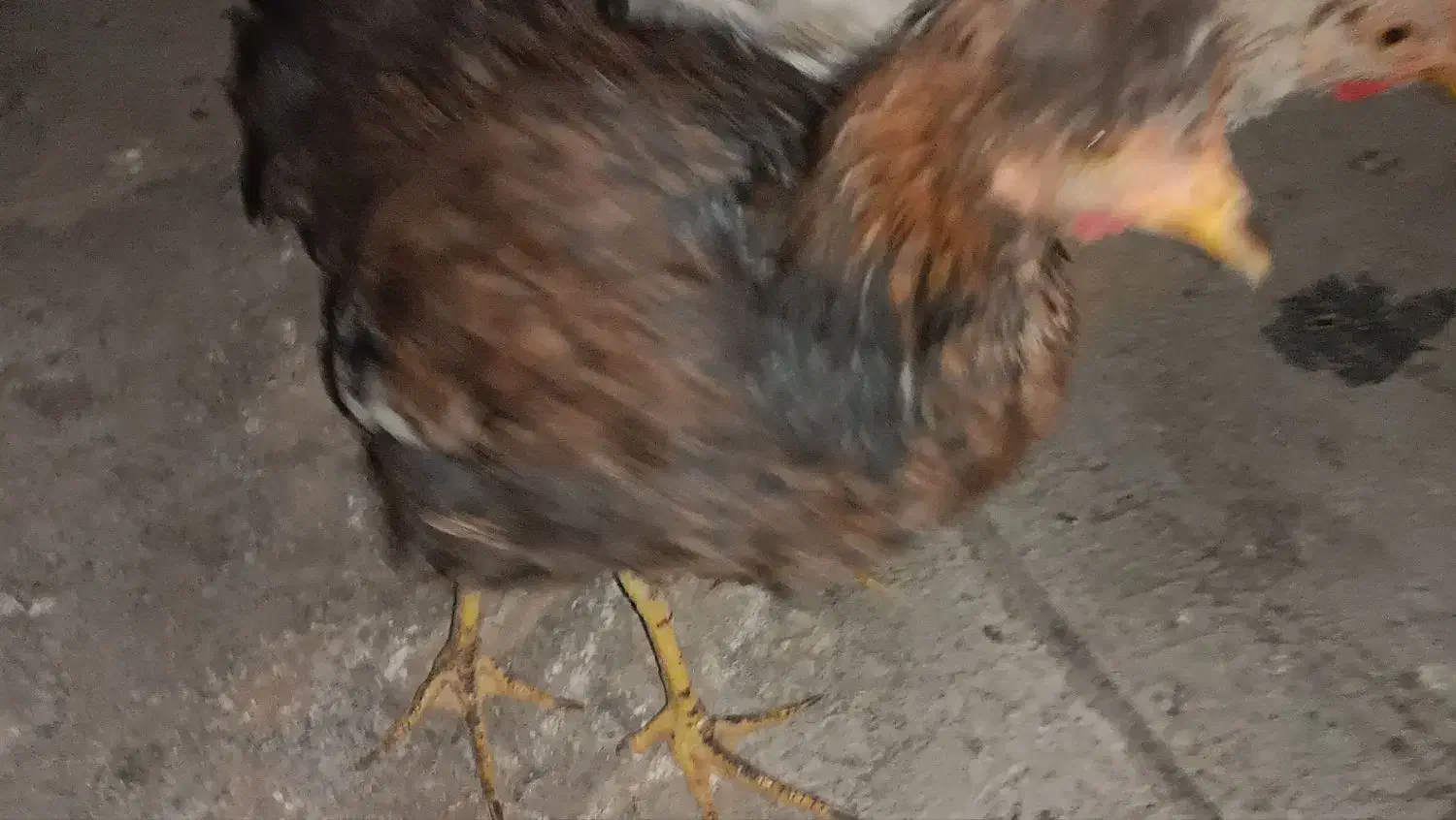 مرغ و خروس|حیوانات مزرعه|کهریزک, |دیوار