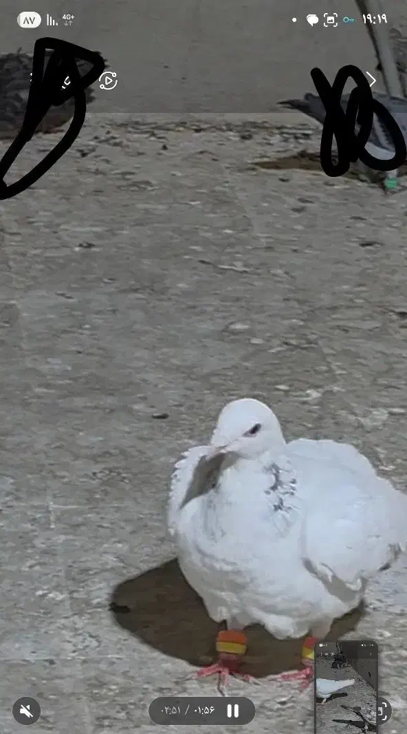 کفتر سار  در بلوار دوم گمشده هرکی گرفته تماس بگیره|پرنده|مشهد, شهید قربانی|دیوار