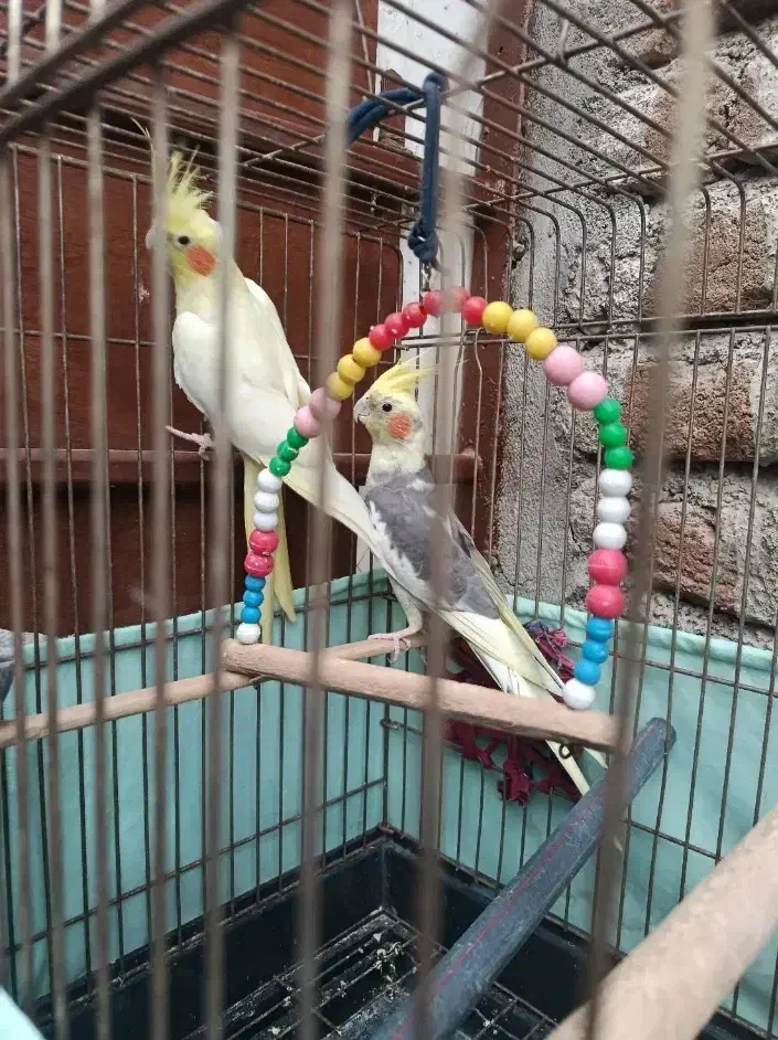 جفت عروس مولد|پرنده|اردبیل, |دیوار