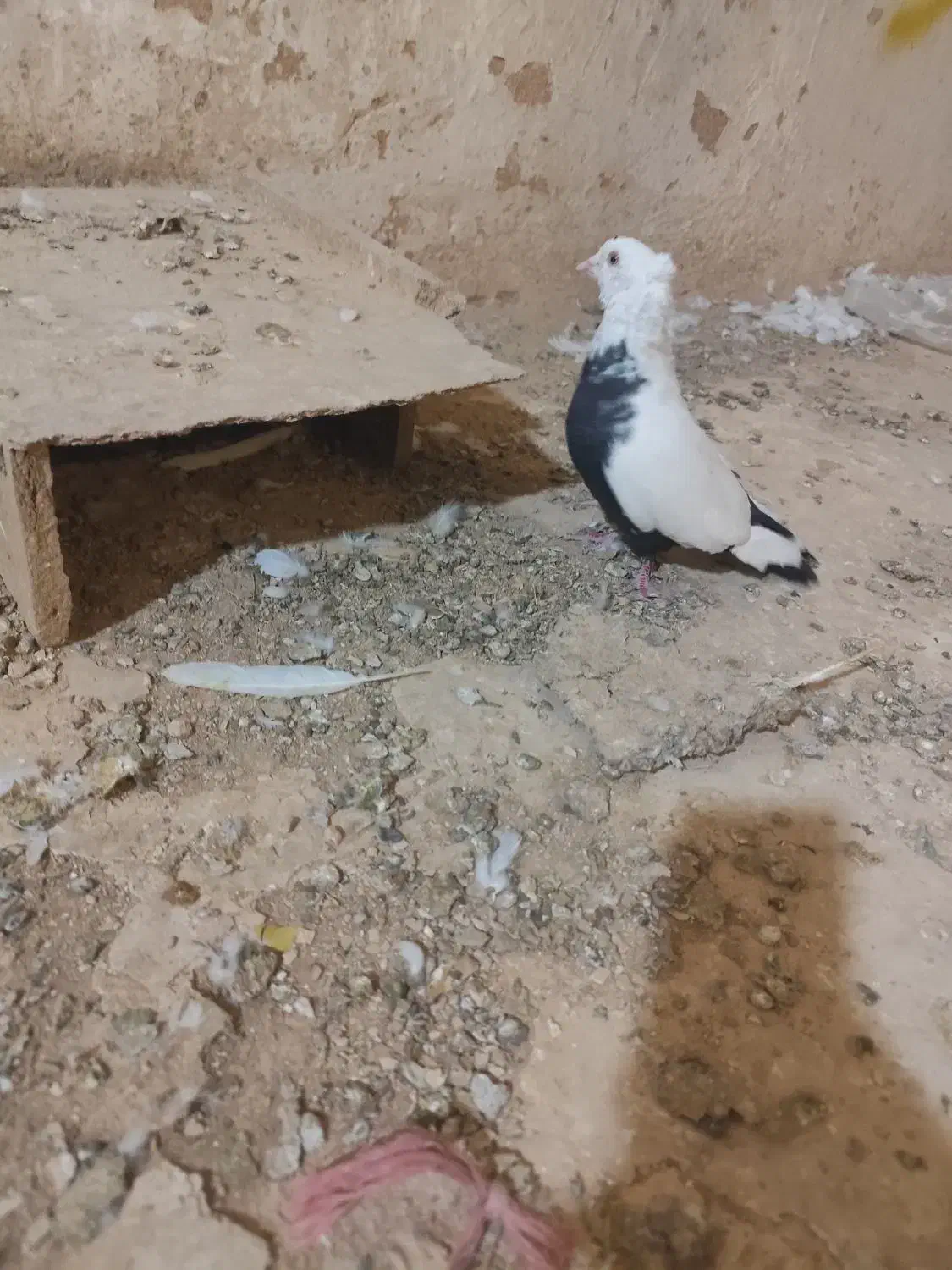 کفتر یا کبوتر|پرنده|خزل, |دیوار