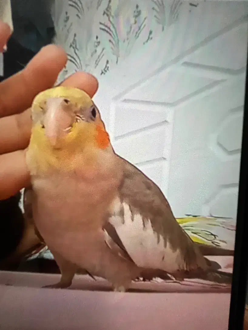 طوطی عروس گمشده|حیوانات|صومعه‌سرا, |دیوار