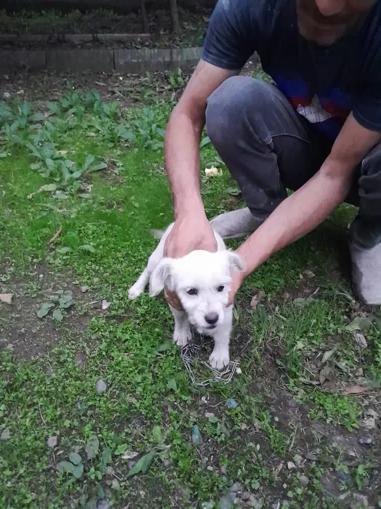 واگذاری سگ نر تریل|سگ|شاندرمن, |دیوار