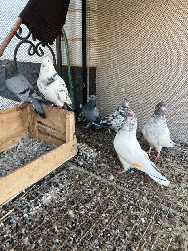 چند تا کفتر|پرنده|جلفا, |دیوار