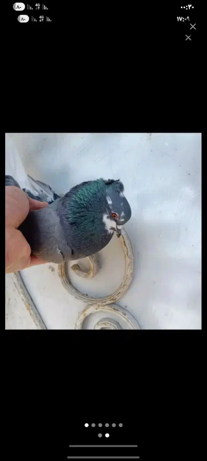 پرشی|پرنده|نقده, |دیوار