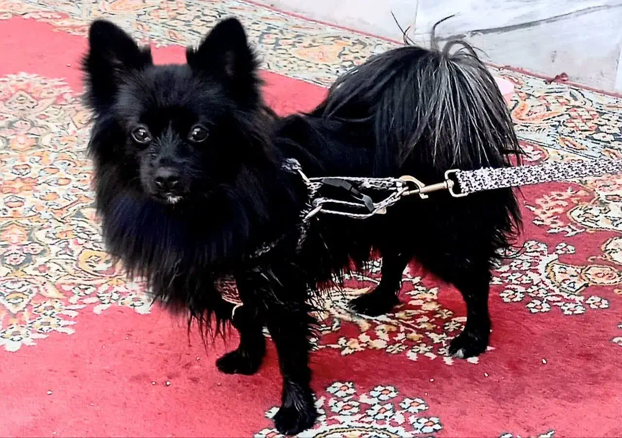 سگ پامر روباهی ماده|سگ|یزد, |دیوار