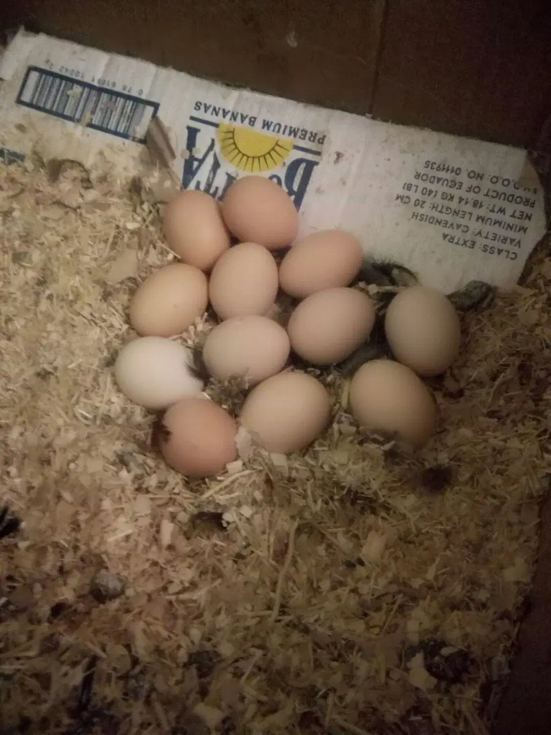 تخم مرغ|حیوانات مزرعه|یاسوج, |دیوار