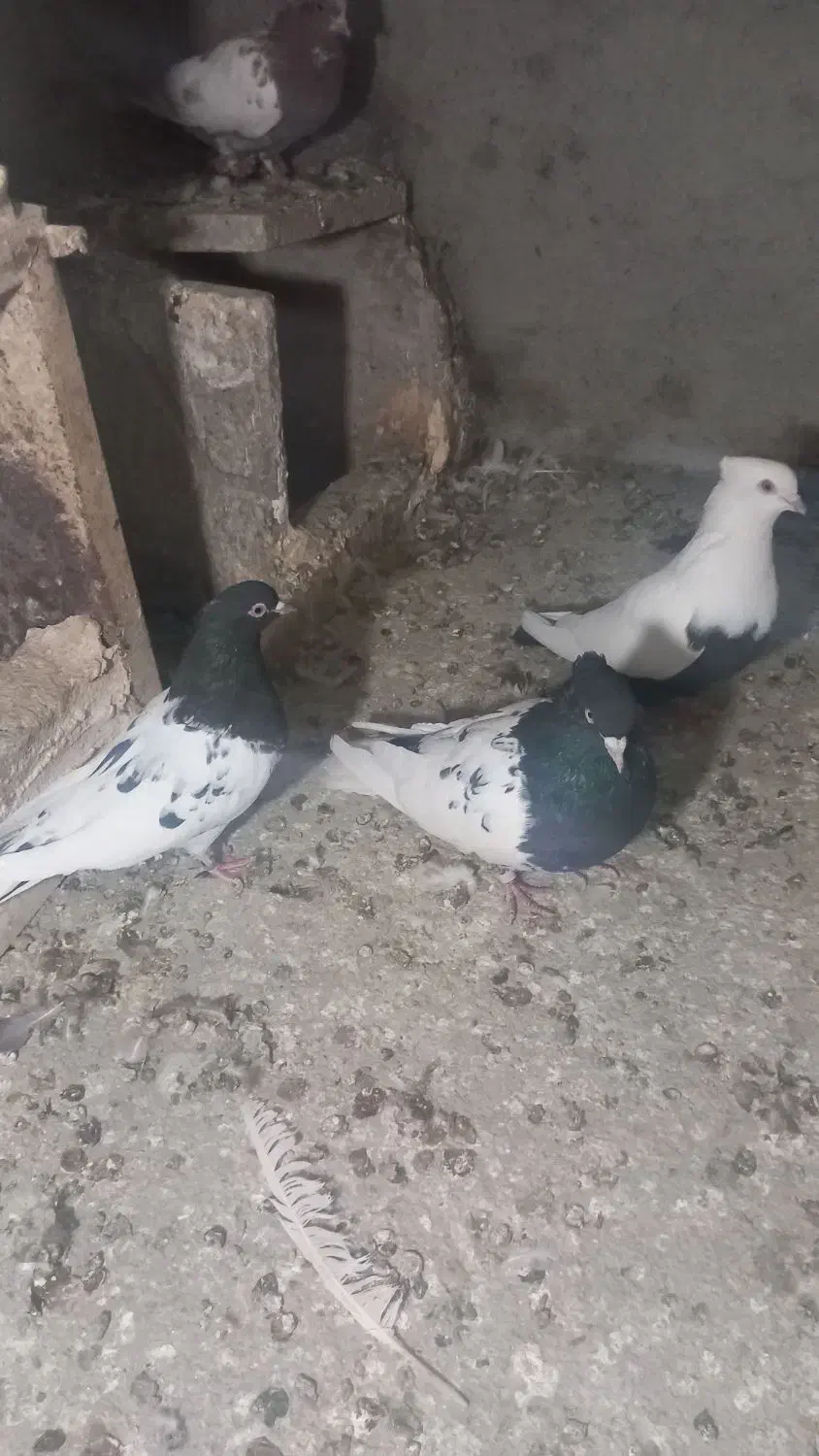 کبوتر نر و ماده کله سیاه|پرنده|اشترینان, |دیوار