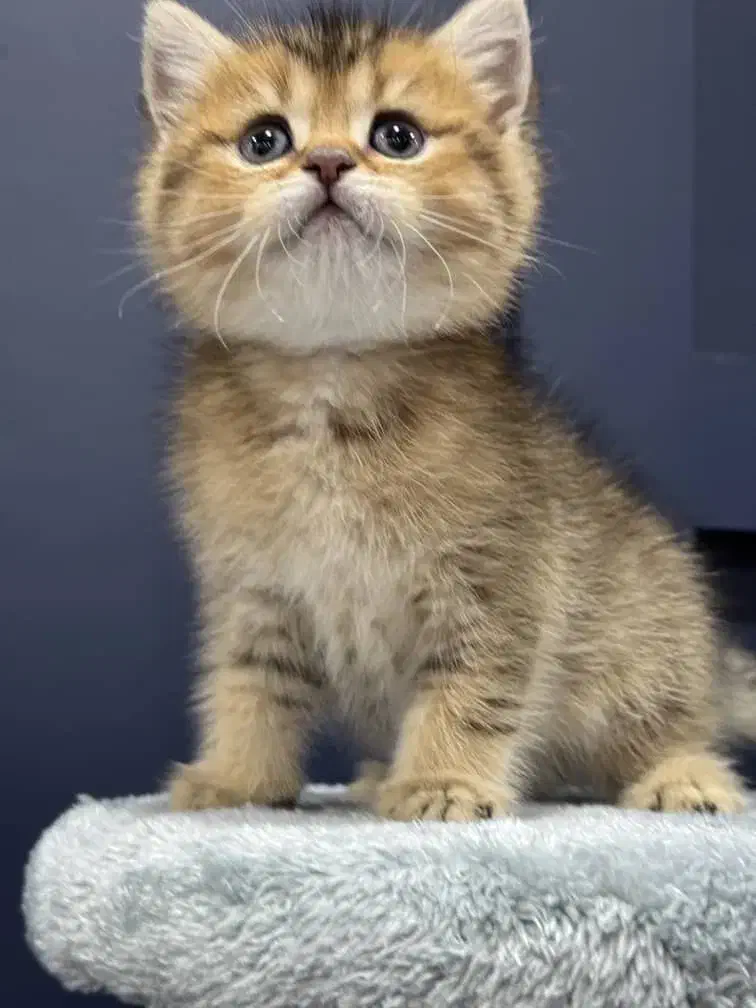 بچه گربه های بریتیش دارای بازدید حضوری|گربه|شیراز, سینما سعدی|دیوار