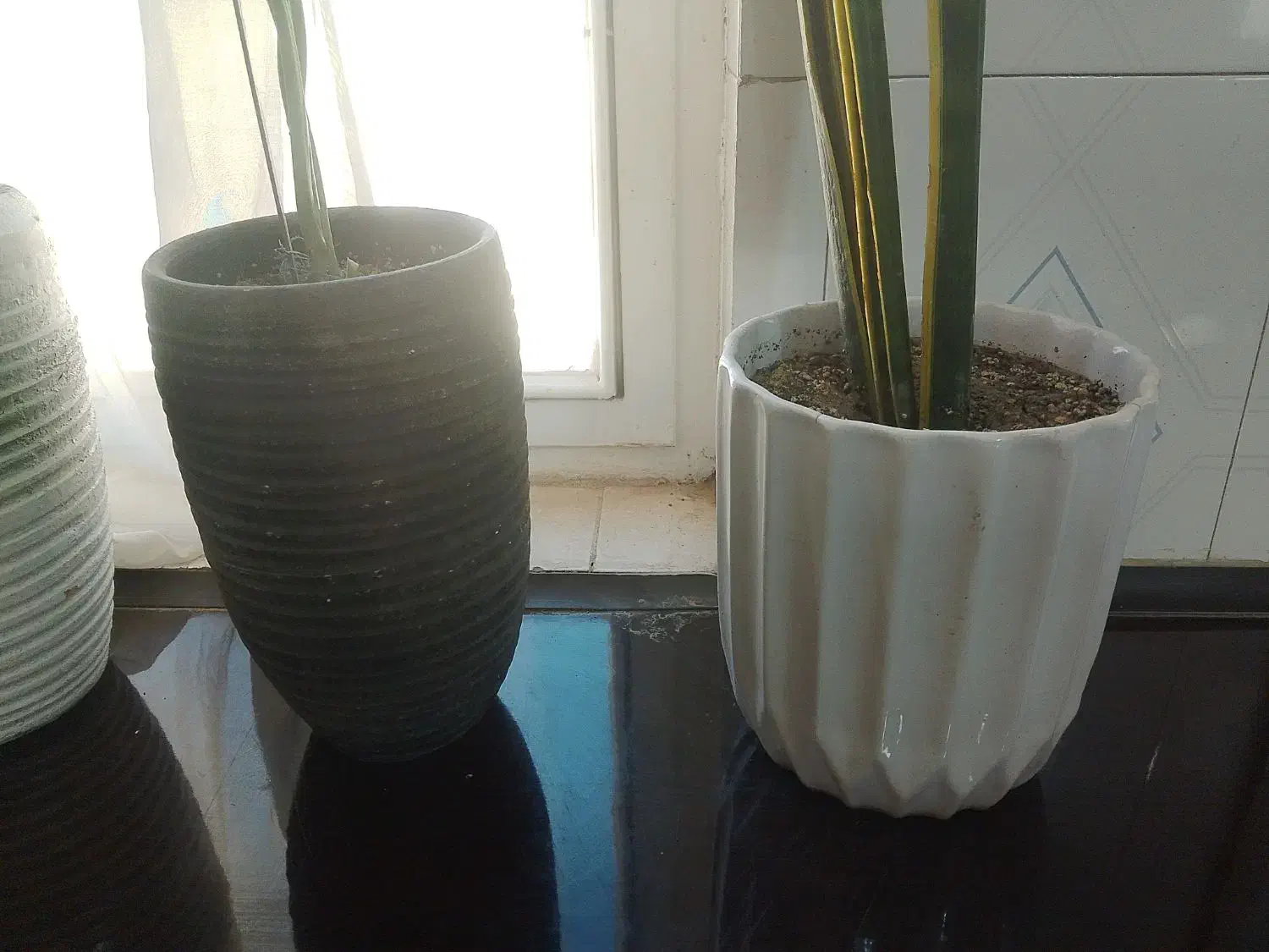 گلدان سفالی|گل و گیاه طبیعی|بومهن, |دیوار