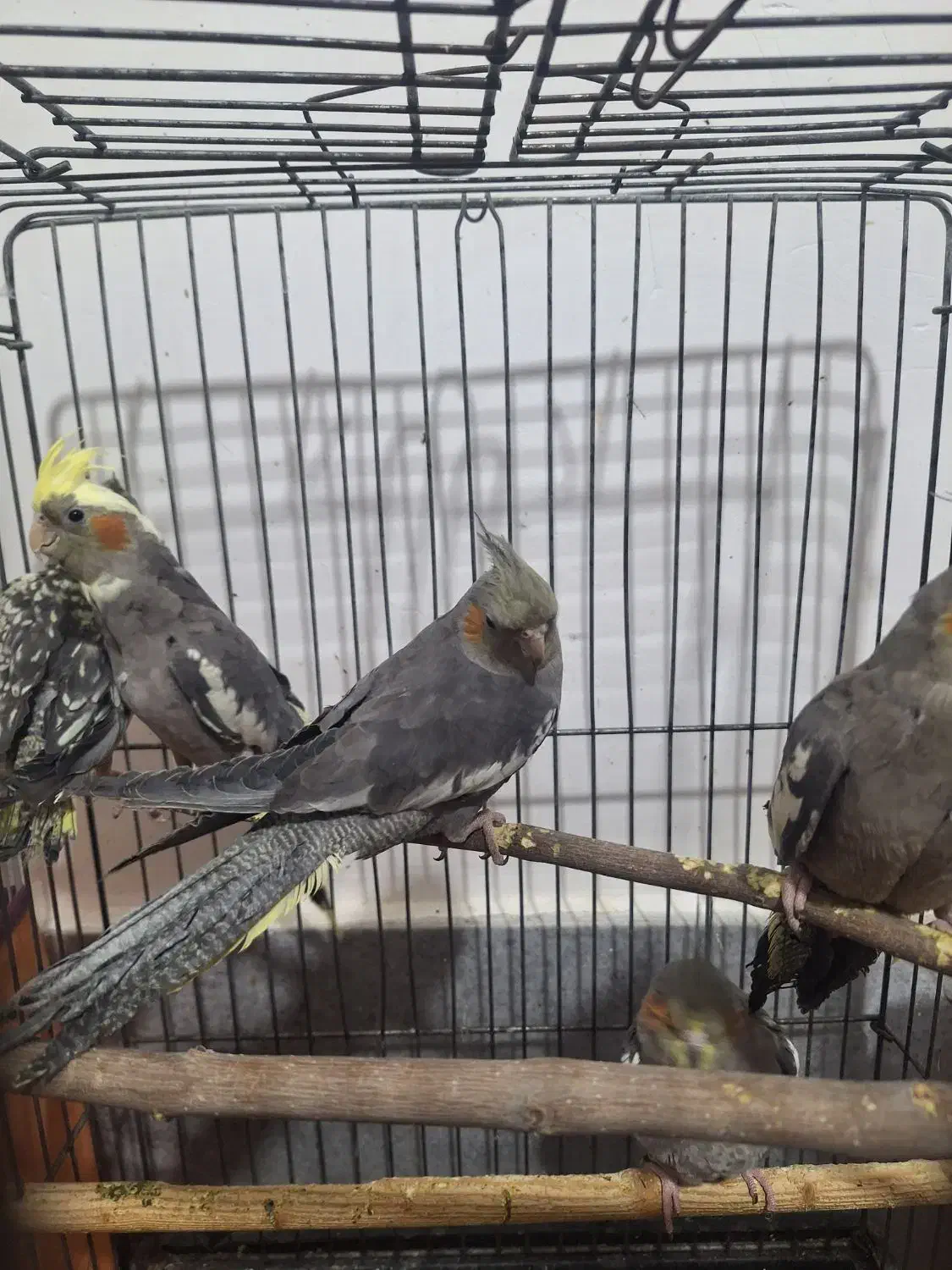 عروس هلندی|پرنده|قم, شهرک مهدیه (مدرس)|دیوار