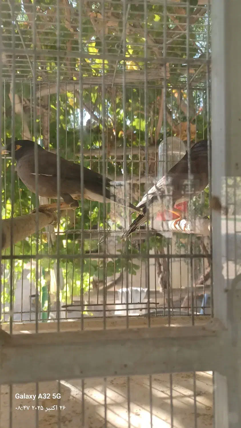 مرغ مینا|پرنده|اصفهان, رهنان|دیوار