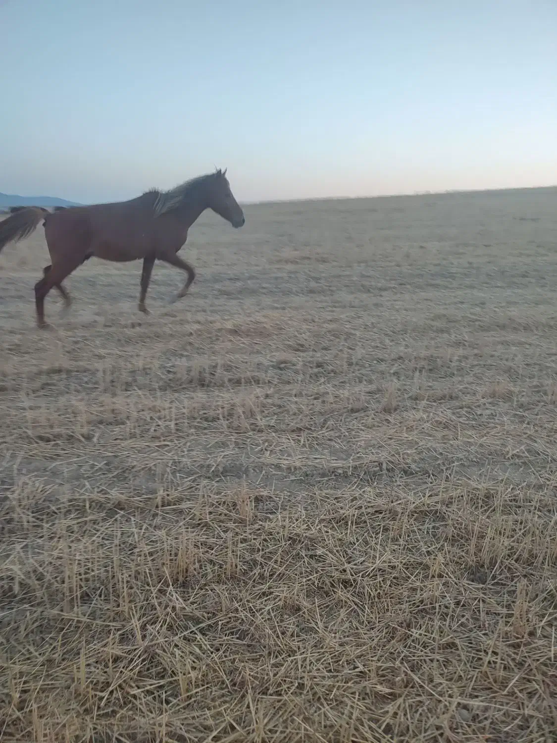 اسب عرب|اسب و تجهیزات اسب‌سواری|آق قلا, |دیوار