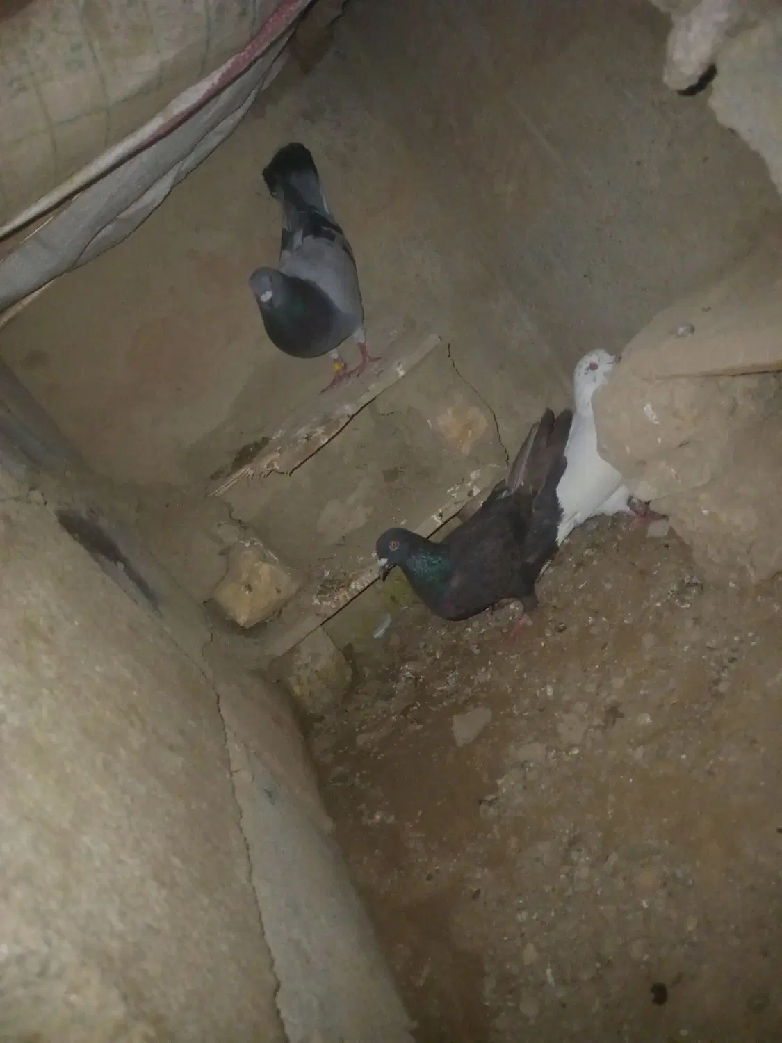 کفتر|پرنده|شیروان (خراسان), |دیوار