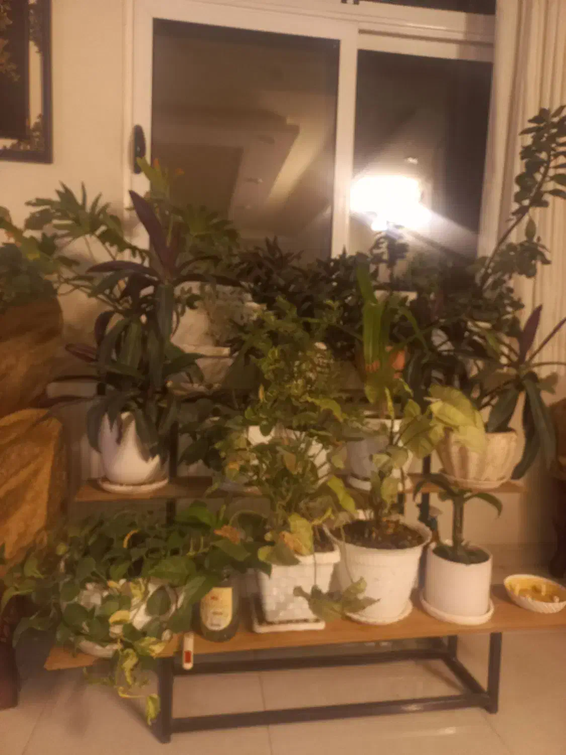 گل طبیعی حراج واقعی|گل و گیاه طبیعی|اصفهان, مارچین|دیوار