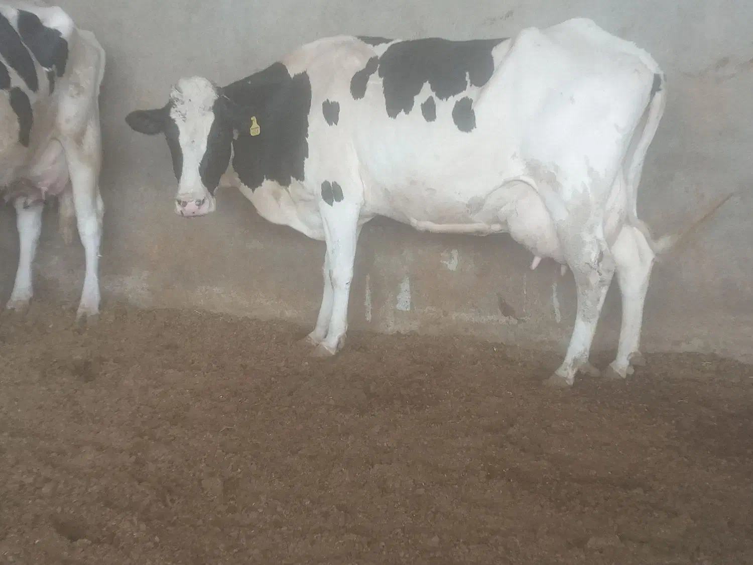 گاو شکم یک دوتا کیلویی|حیوانات مزرعه|قم, قلعه صدری|دیوار