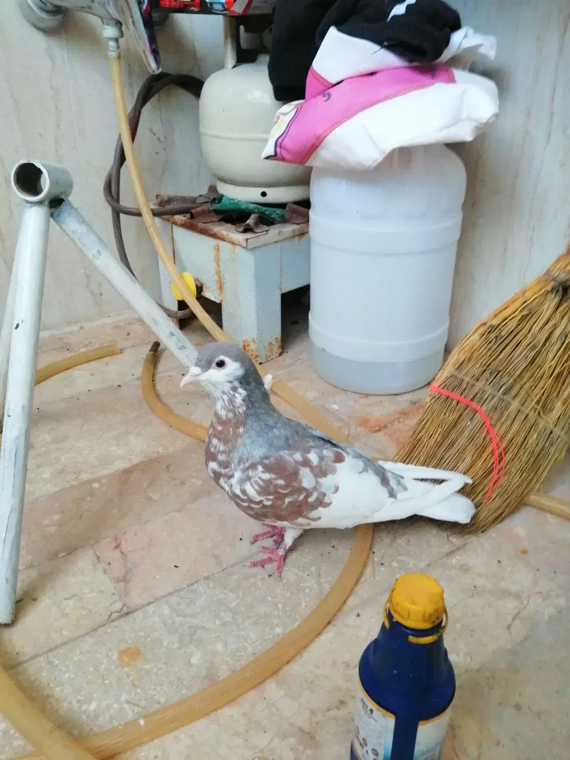 کبوتر خال هفت رنگ پر گل|پرنده|مشهد, رباط طرق|دیوار