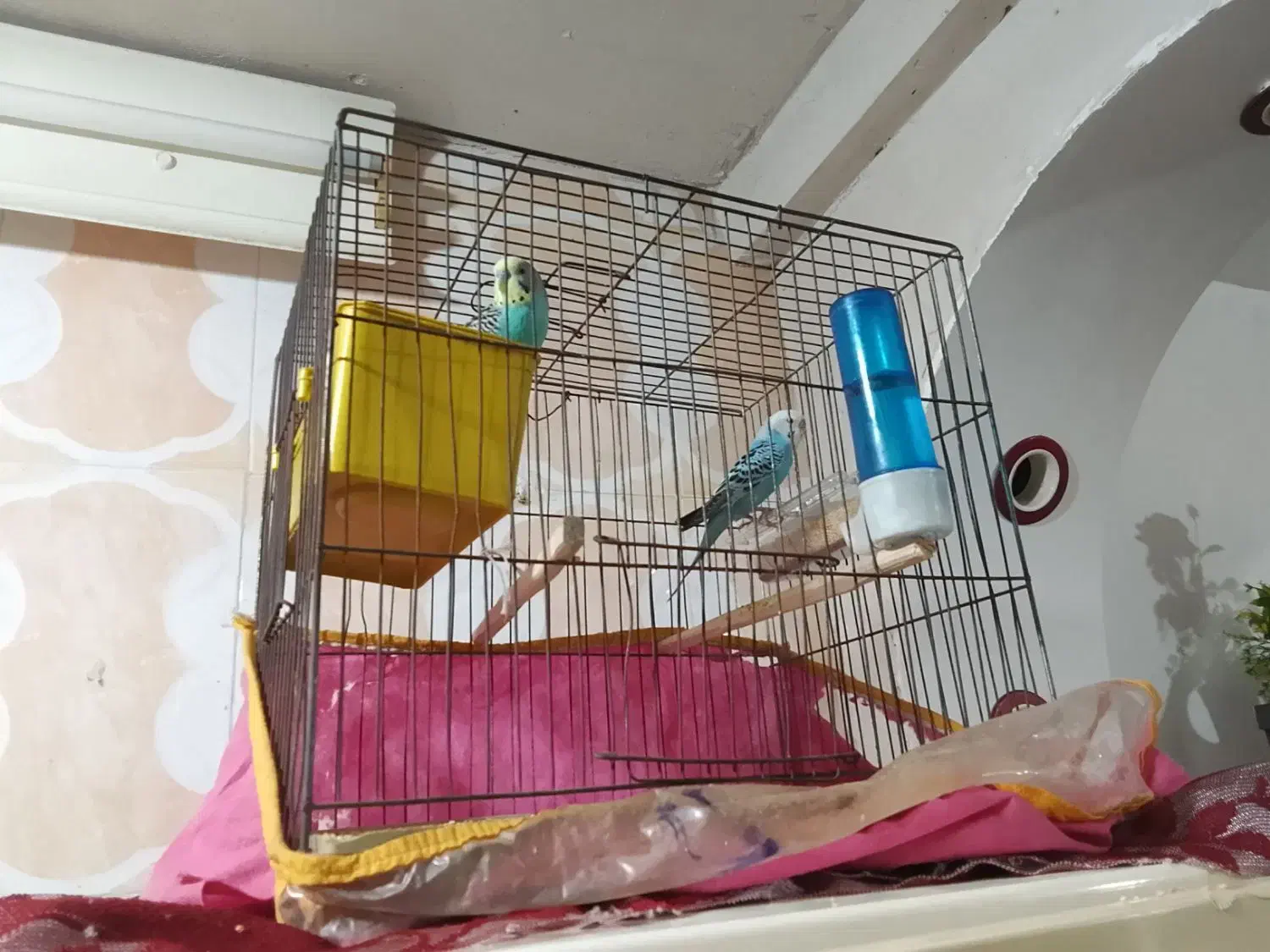 مرغ عشق|پرنده|خورموج, |دیوار