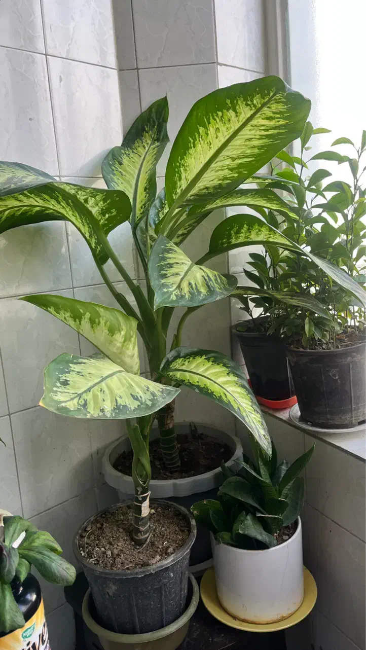 گلهای سالم و سرحال|گل و گیاه طبیعی|اراک, |دیوار