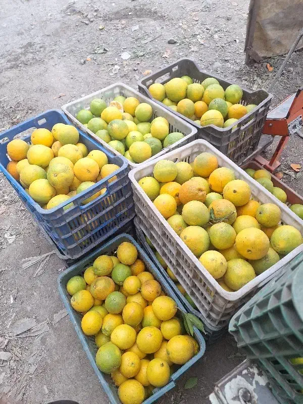 خرید پرتقال و نارنگی و نارنج  پرتقال و نارنگی|خدمات باغبانی و درختکاری|امامزاده عبدالله, |دیوار