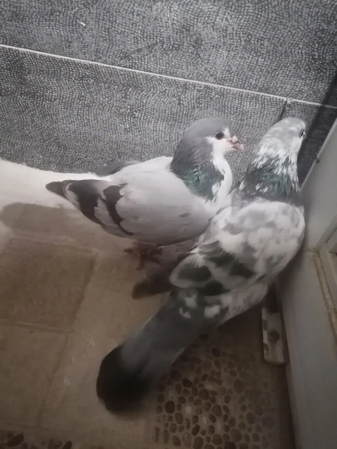 کبوترخوشرنگ سبز|پرنده|بندر گناوه, |دیوار