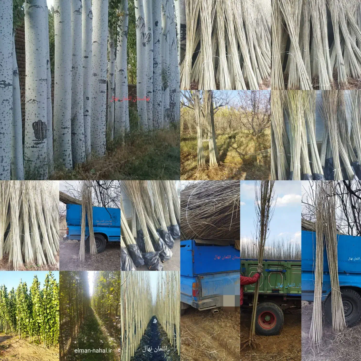 فروش ویژه نهال صنوبر وکبود ائلمان|خدمات باغبانی و درختکاری|رشت, حومه رشت|دیوار