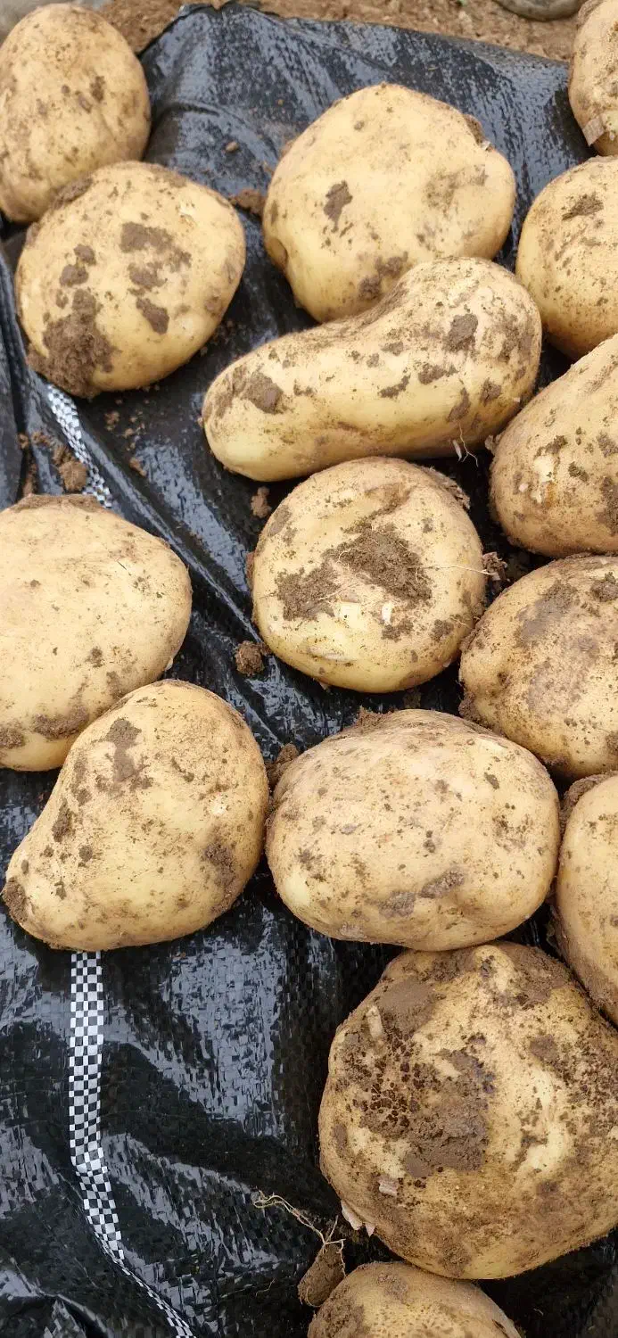 سیب زمینی بذر سانتا|عمده‌فروشی|بوکان, |دیوار