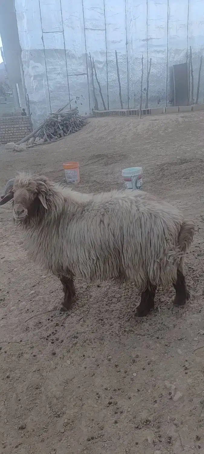 یک قوچ جوان کیلوی ۶۵۰ بفروش می‌رسد|حیوانات مزرعه|منج, |دیوار