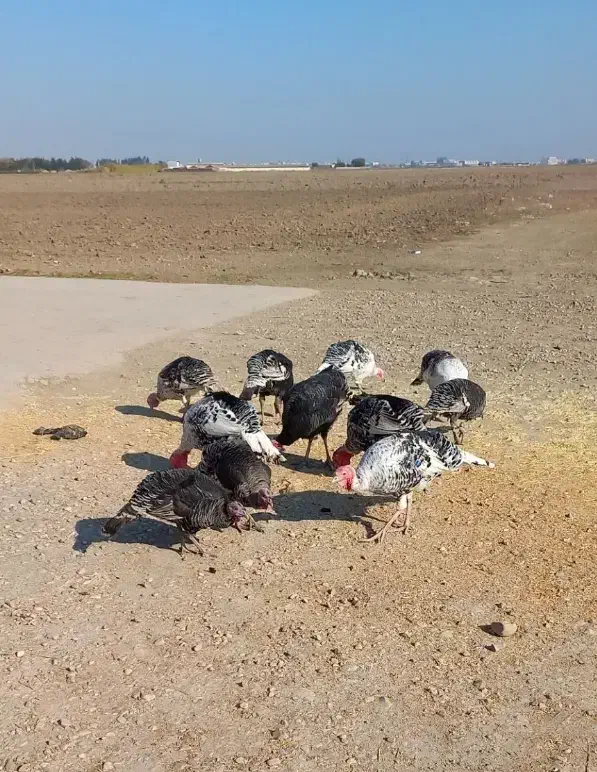 بوقلمون محلی|حیوانات مزرعه|گنبد کاووس, |دیوار